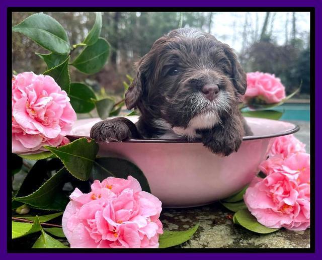 Willow Traveler pups 3 wks old 101
