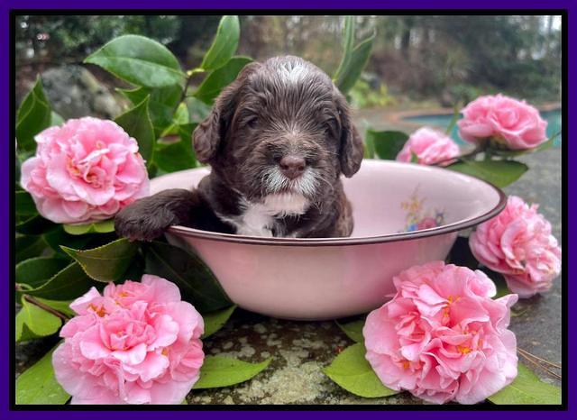 Willow Traveler pups 3 wks old 81