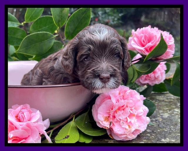Willow Traveler pups 3 wks old 91