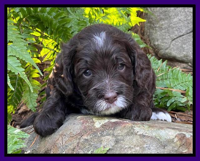 Willow Traveler pups 4 wks old 171
