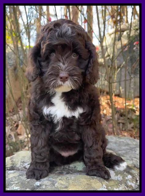 Willow Traveler pups 8 week old 41