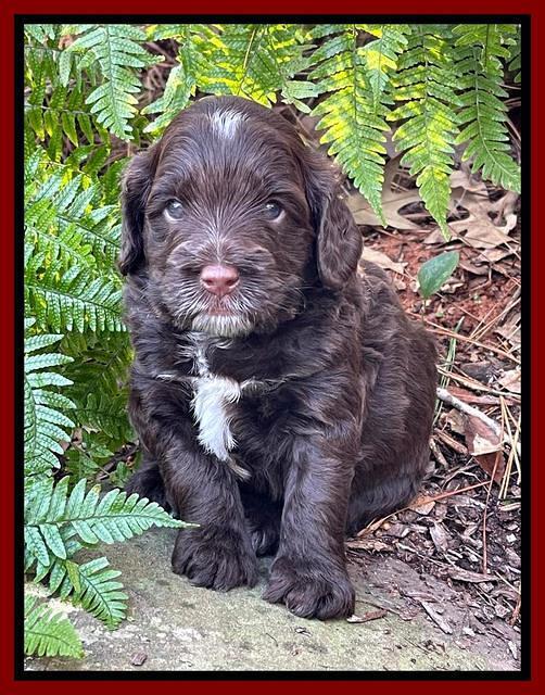 Willow Traveler pups 4 wks old 341