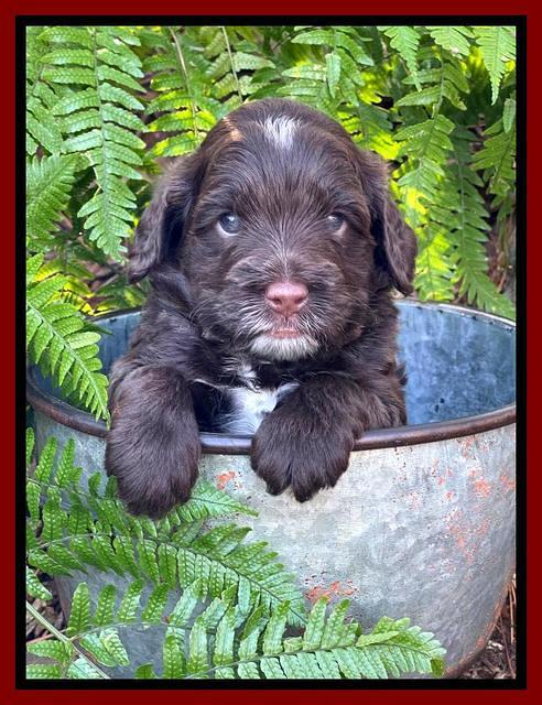 Willow Traveler pups 4 wks old 351