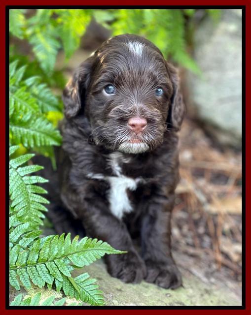 Willow Traveler pups 4 wks old 361