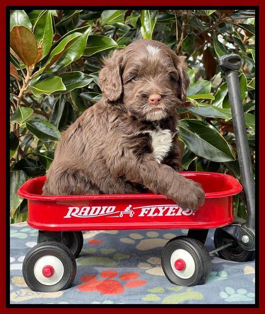 Willow Traveler pups 5 wks old 281