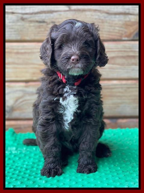 Willow Traveler pups 7 wks old 271