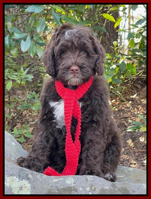 Willow Traveler pups 8 week old 411