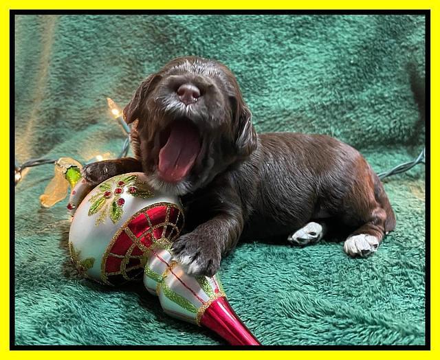Willow Traveler pups 2 wks old 151