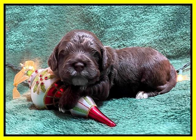 Willow Traveler pups 2 wks old 161