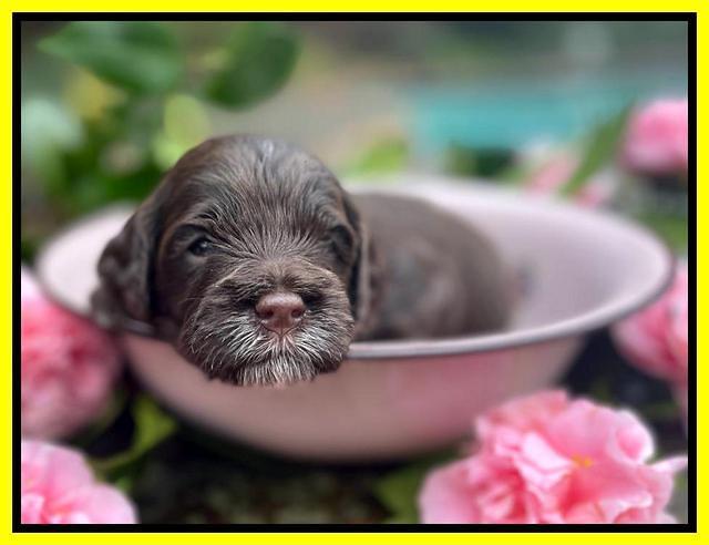 Willow Traveler pups 3 wks old 211