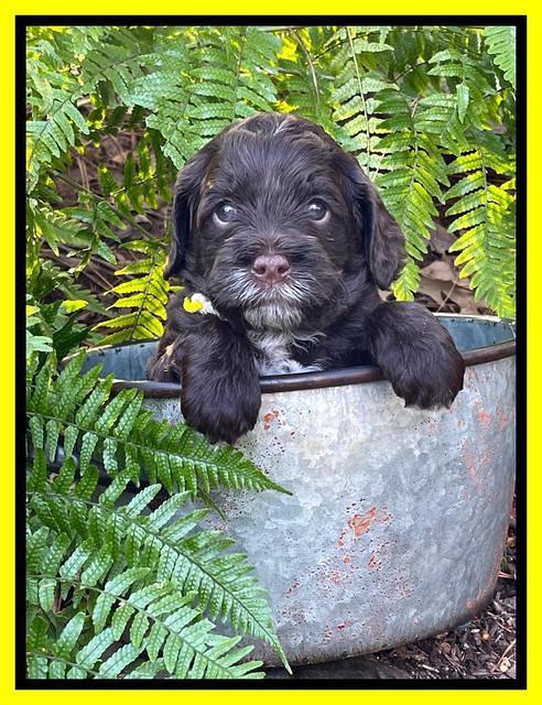 Willow Traveler pups 4 wks old 301