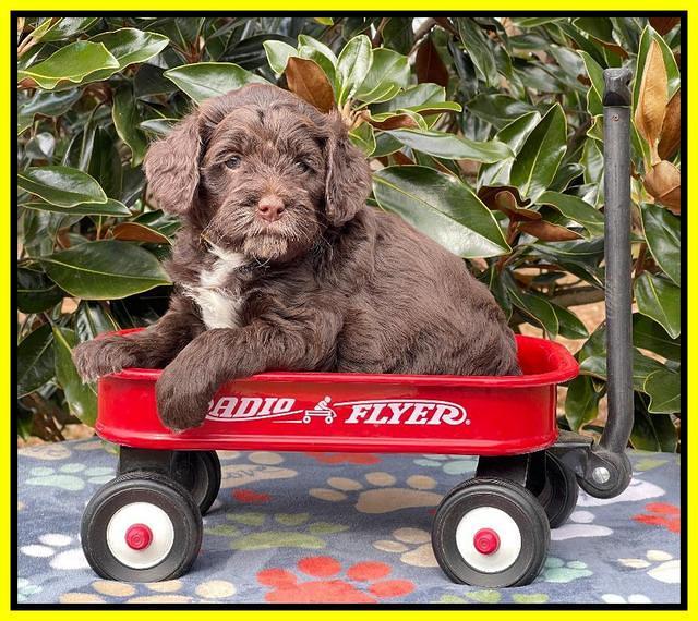 Willow Traveler pups 5 wks old 191