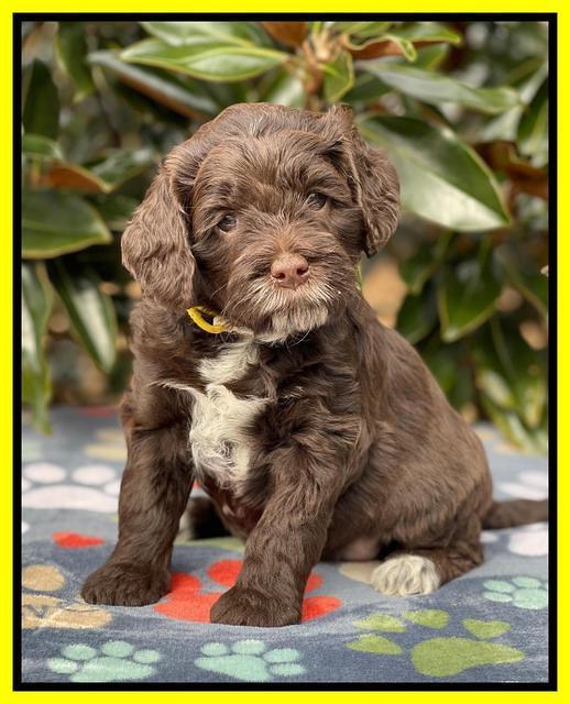 Willow Traveler pups 5 wks old 221