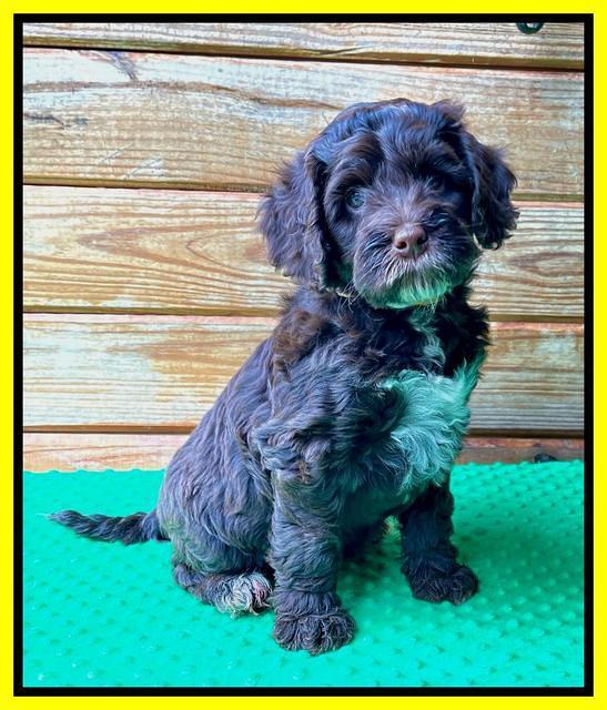 Willow Traveler pups 7 wks old 201
