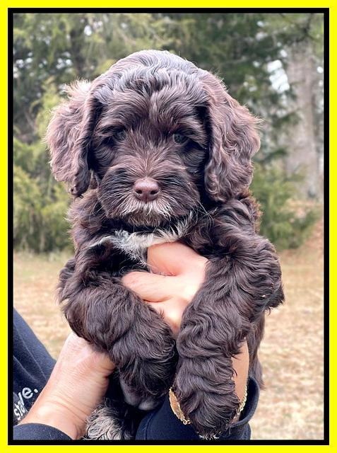 Willow Traveler pups 7 wks old 211