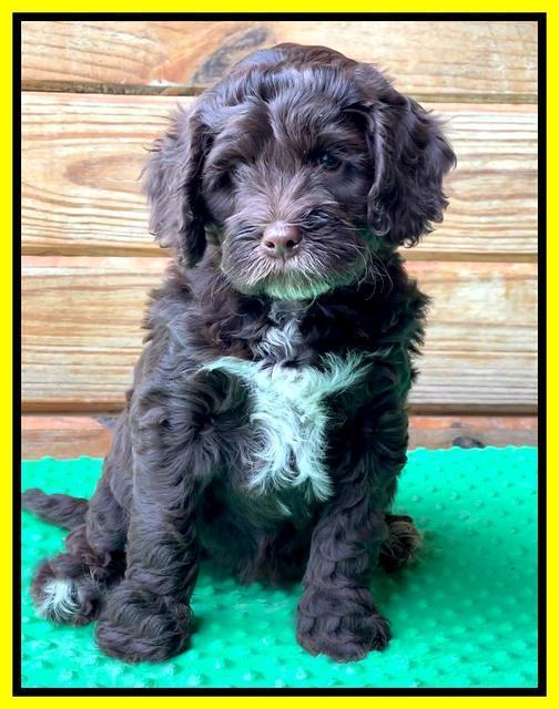 Willow Traveler pups 7 wks old 231
