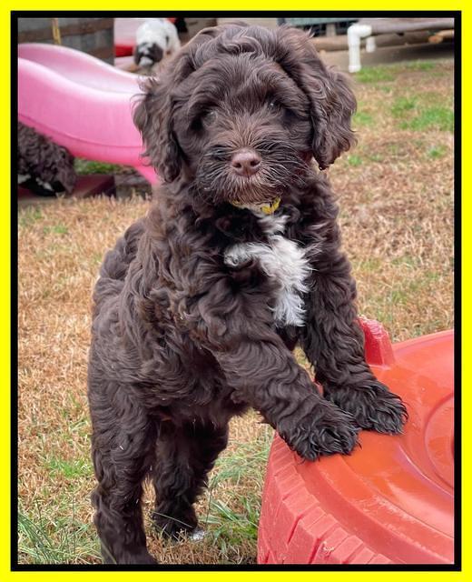 Willow Traveler pups 8 week old 251