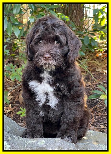 Willow Traveler pups 8 week old 271