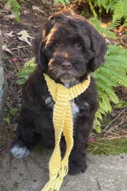 Willow Traveler pups 8 week old 311