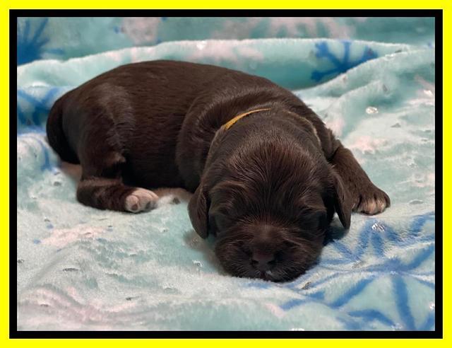 Willow Travler pups 1 week old 71