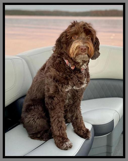 Willow on boat 2