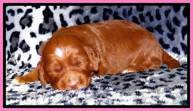Dulcie Beckam pups 2 wks old 111