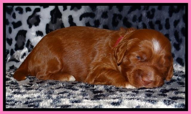 Dulcie Beckam pups 2 wks old 81