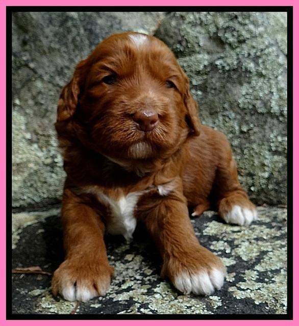 Dulcie Beckam pups 3 wks old 21