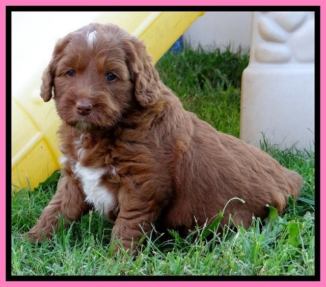 Dulcie Beckam pups 5 wks old 230