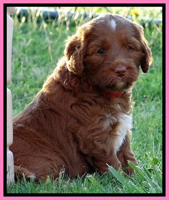 Dulcie Beckam pups 5 wks old 270