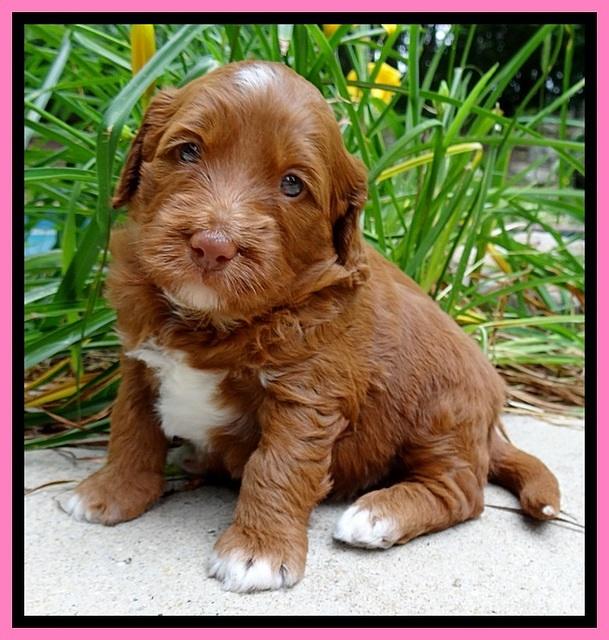 Dulcie Beckham pups 4 wks old 71