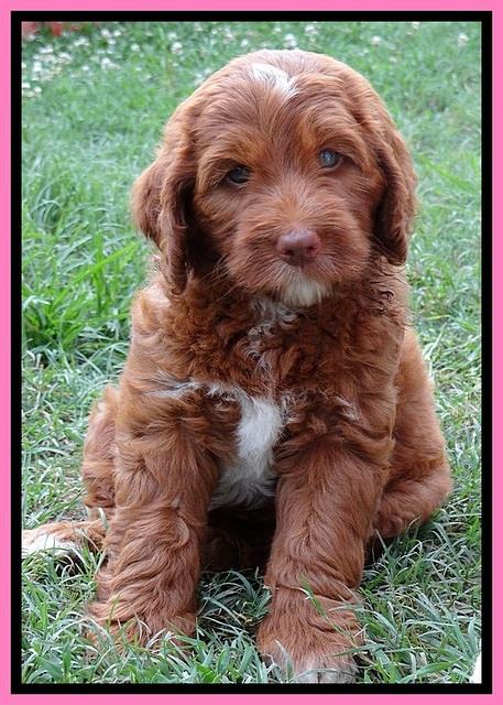 Dulcie Beckham pups 7 wks old 172