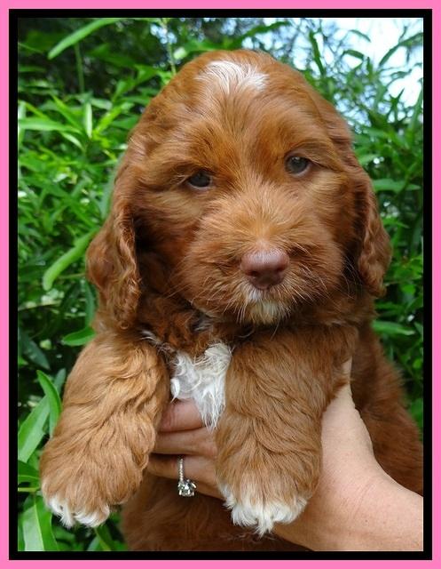 Dulcie Beckham pups 7 wks old 42