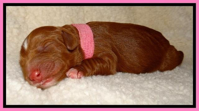 Dulcie Beckum pups newborn 71