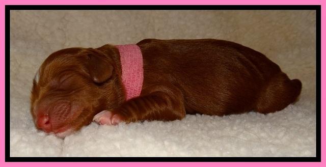 Dulcie Beckum pups newborn 91
