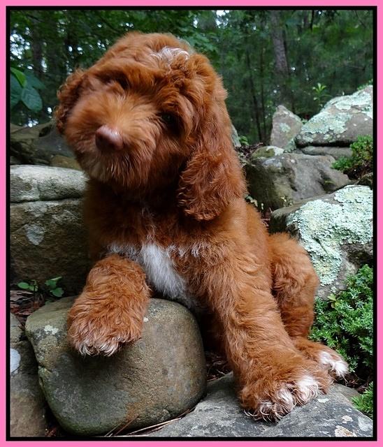 Dulcie and Beckham pups 10 wks old 21