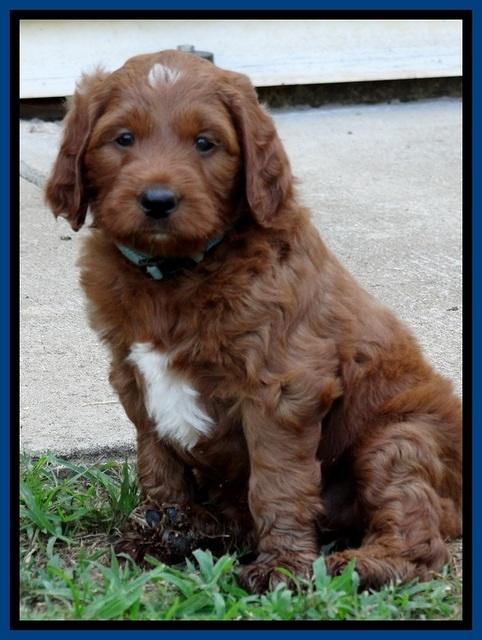 Dlucie Beckham pups 6 wks old 111
