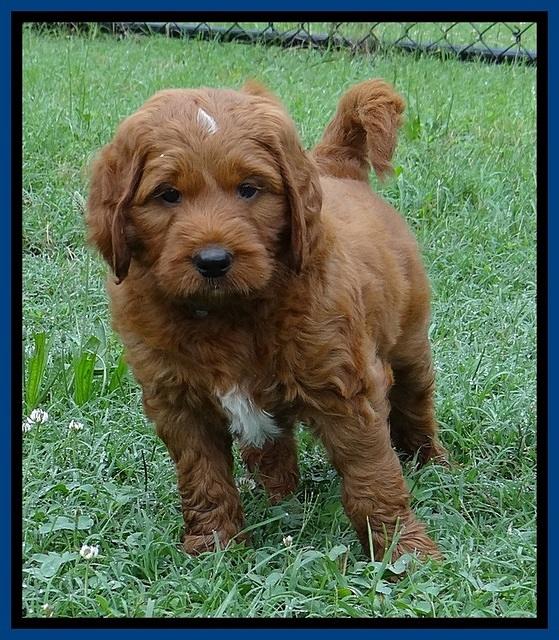 Dlucie Beckham pups 6 wks old 611