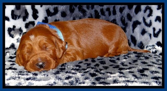 Dulcie Beckam pups 2 wks old 41
