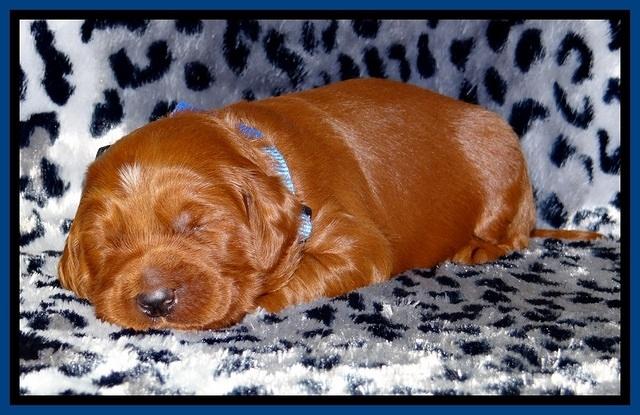 Dulcie Beckam pups 2 wks old 51