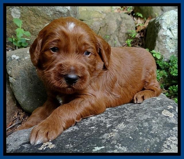 Dulcie Beckam pups 3 wks old 61