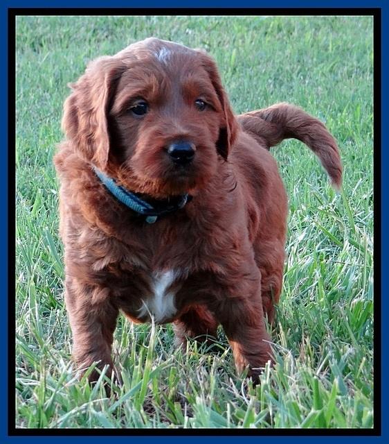 Dulcie Beckam pups 5 wks old 290