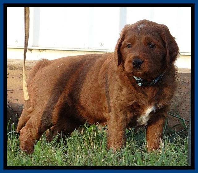 Dulcie Beckam pups 5 wks old 320