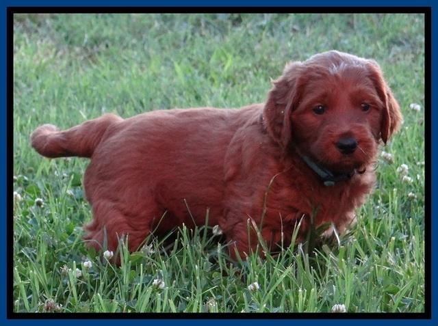 Dulcie Beckam pups 5 wks old 330