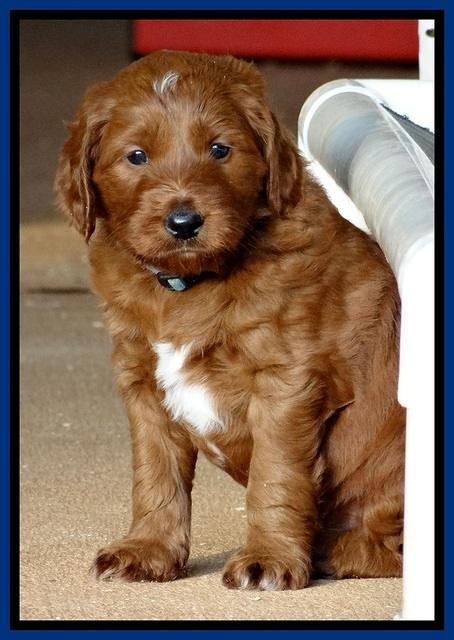 Dulcie Beckam pups 5 wks old 90