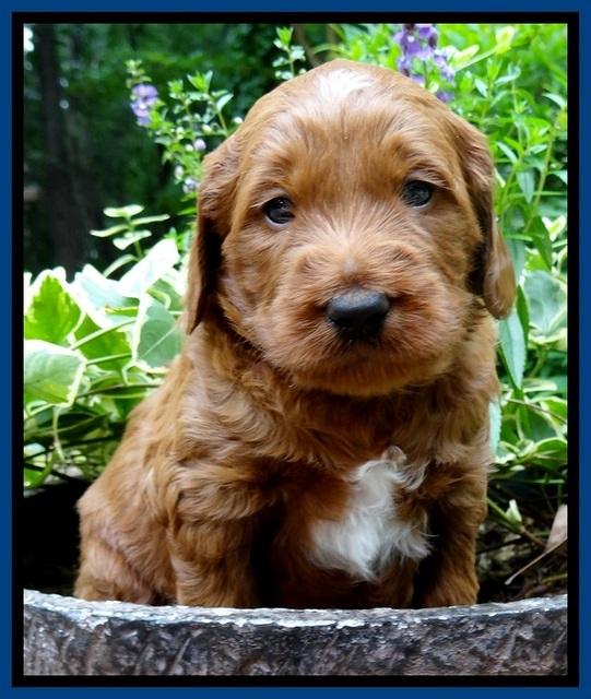 Dulcie Beckham pups 4 wks old 101