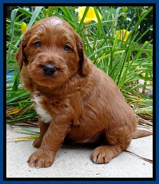 Dulcie Beckham pups 4 wks old 121