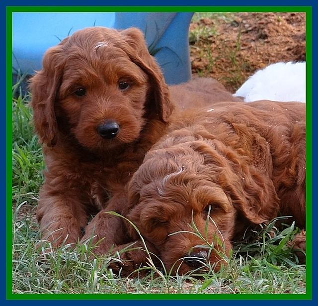 Dulcie Beckham pups 7 wks old 152