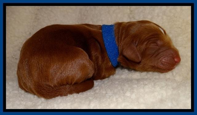 Dulcie Beckum pups newborn 21