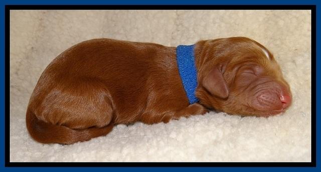 Dulcie Beckum pups newborn 31